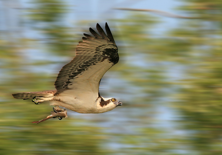 motion blur vs radial blur Motion Blur vs Radial Blur: Which to Use?